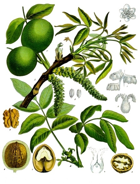 NOYER feuille coupée (g) — Feuilles