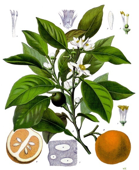 ORANGE AMERE écorce concassée (g) — Agrumes