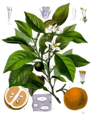 ORANGE AMERE zest concassé (g) — Agrumes