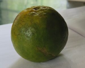 ORANGE DOUCE zest BIO (g) — Agrumes