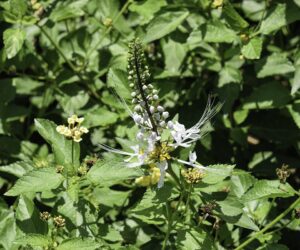 ORTHOSIPHON feuille coupée (g) — Feuilles