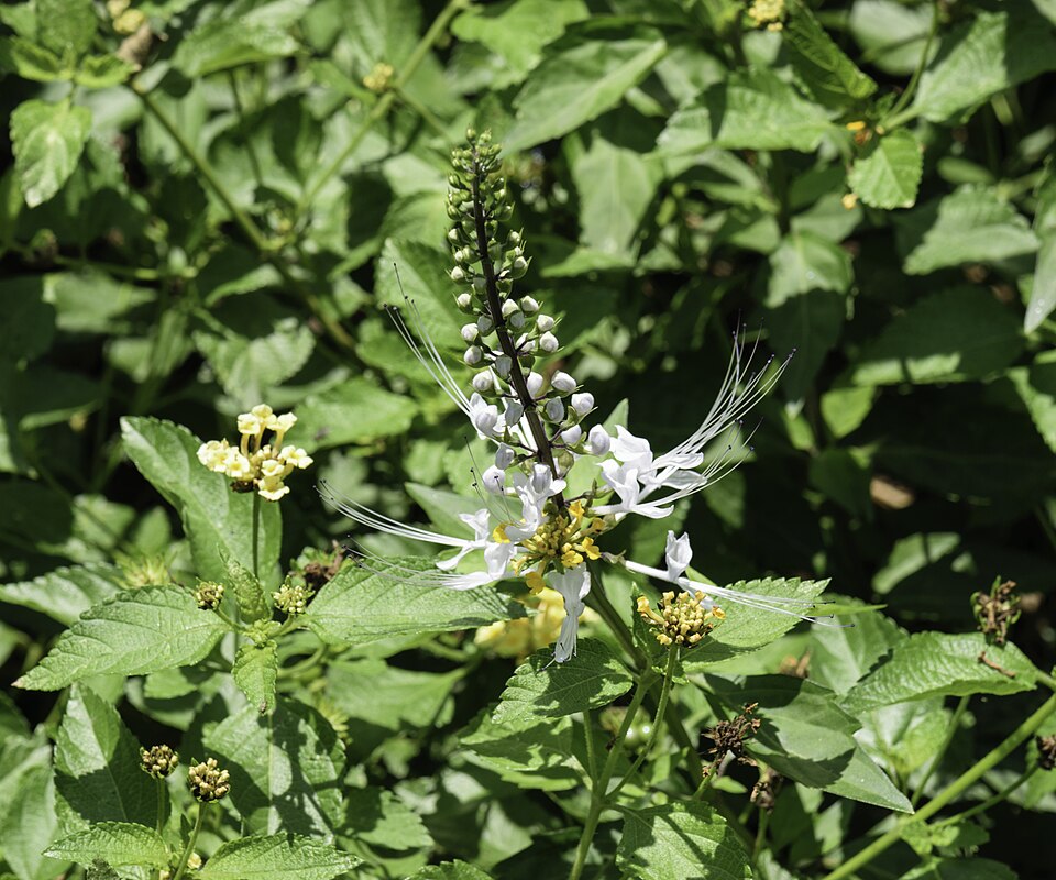 ORTHOSIPHON feuille coupée (g) — Feuilles