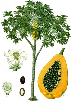 PAPAYER feuille coupée (g) — Feuilles