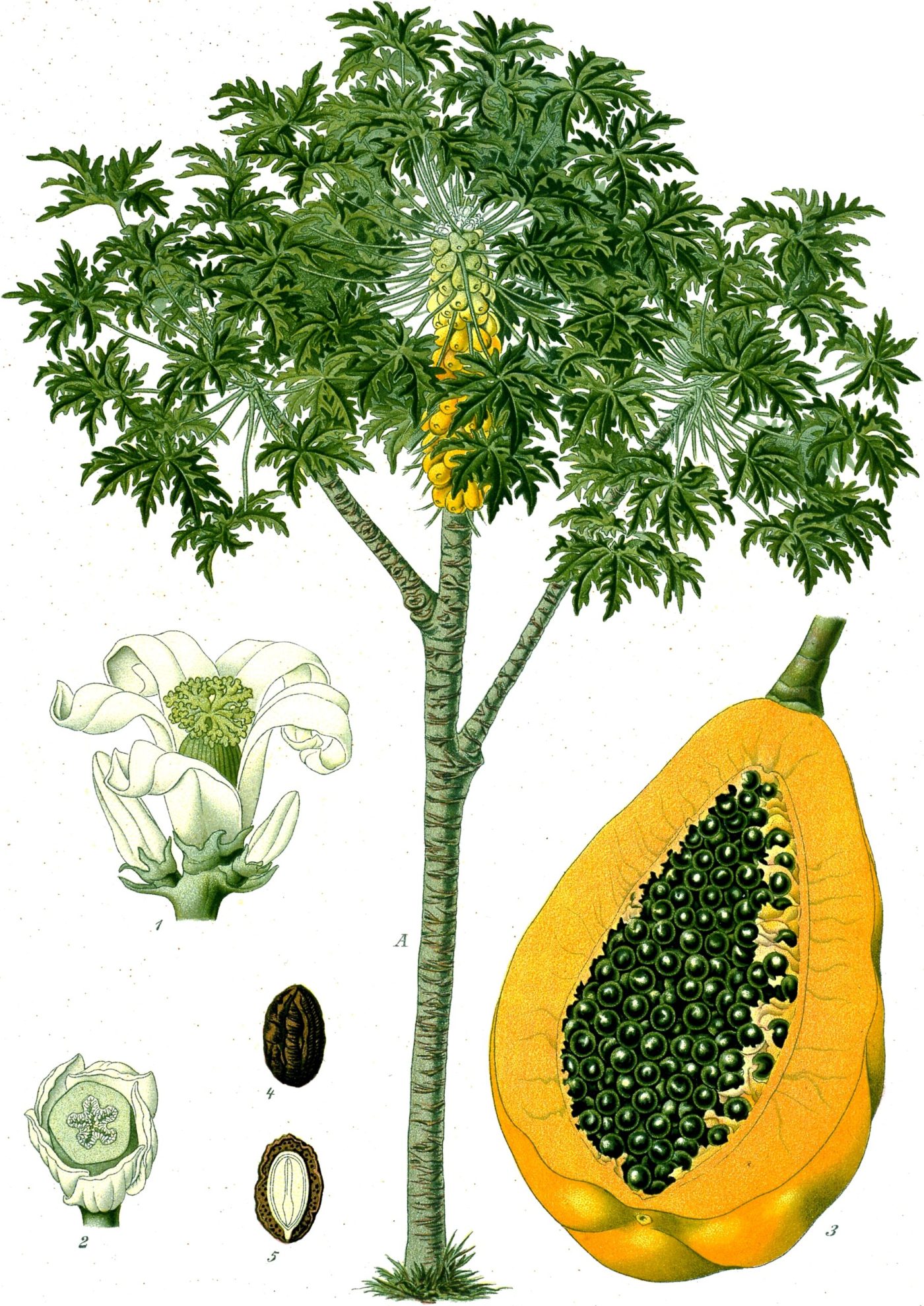 PAPAYER feuille coupée (g) — Feuilles