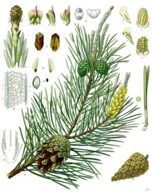 PIN bourgeons (g) — Baies & Fruits