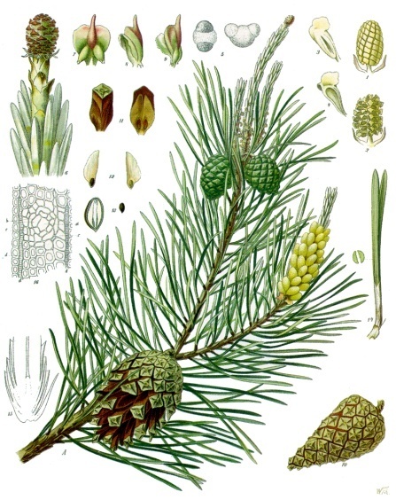 PIN bourgeons (g) — Baies & Fruits