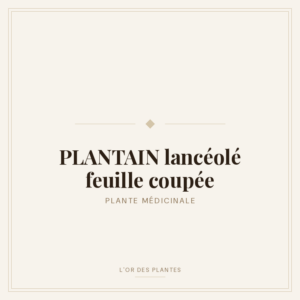 PLANTAIN lancéolé feuille coupée (g) — Feuilles