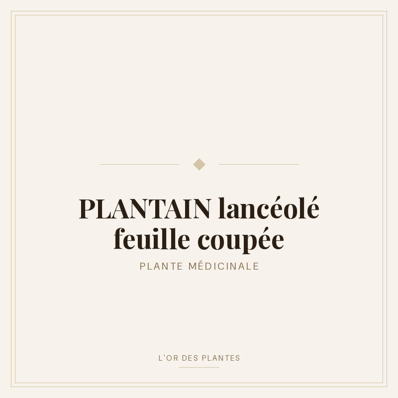 PLANTAIN lancéolé feuille coupée (g) — Feuilles