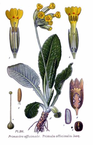 PRIMEVERE OFFICINALE fleur (g) — Fleurs & Pétales