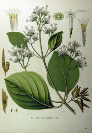 QUINQUINA ROUGE écorce (g) — Écorces & Bois