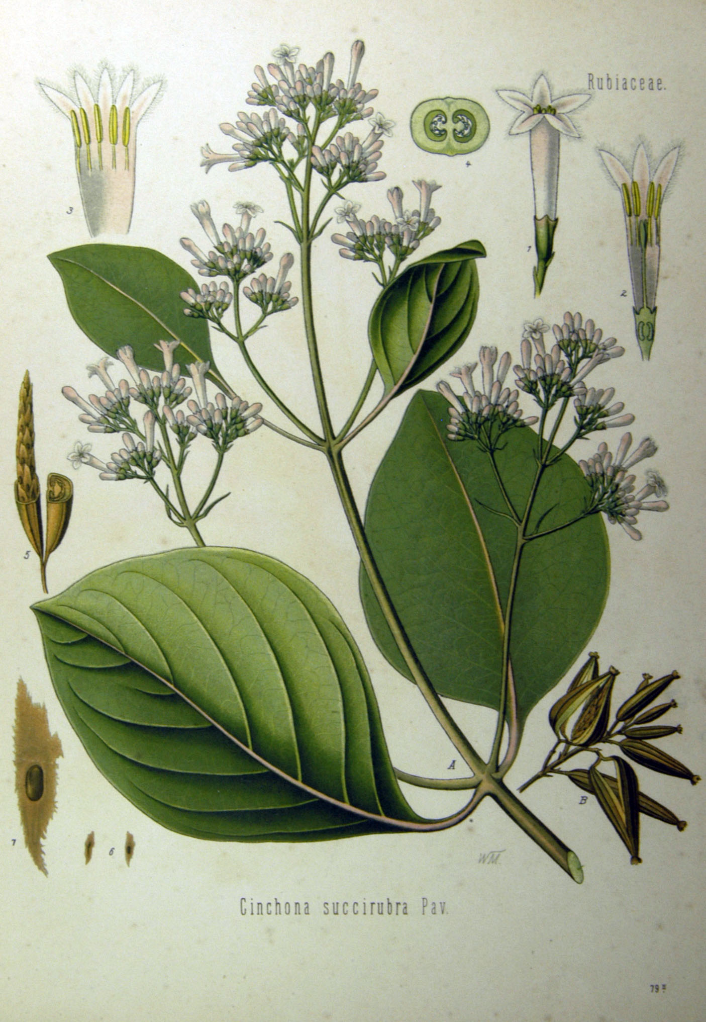 QUINQUINA ROUGE écorce (g) — Écorces & Bois