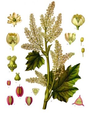 RHUBARBE racine coupée (g) — Herboristerie de Comptoir