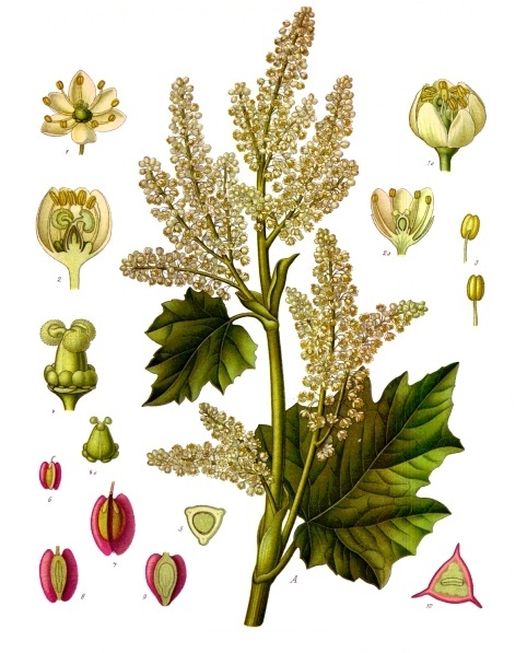 RHUBARBE racine coupée (g) — Herboristerie de Comptoir