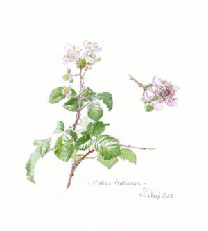 RONCE feuille coupée (g) — Feuilles