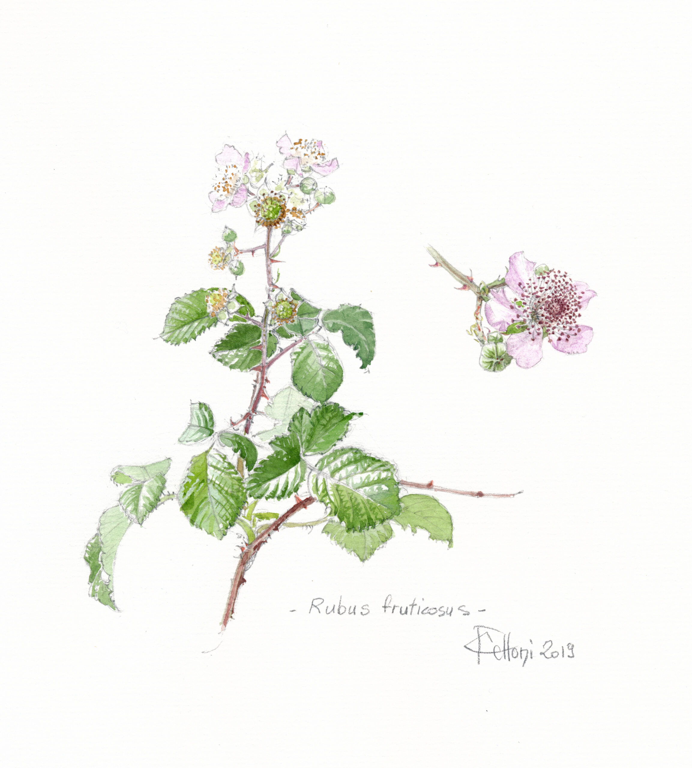 RONCE feuille coupée (g) — Feuilles