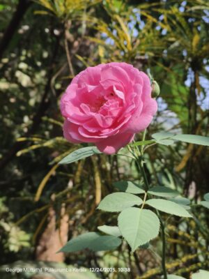 ROSE pétale bio (g) — Fleurs & Pétales