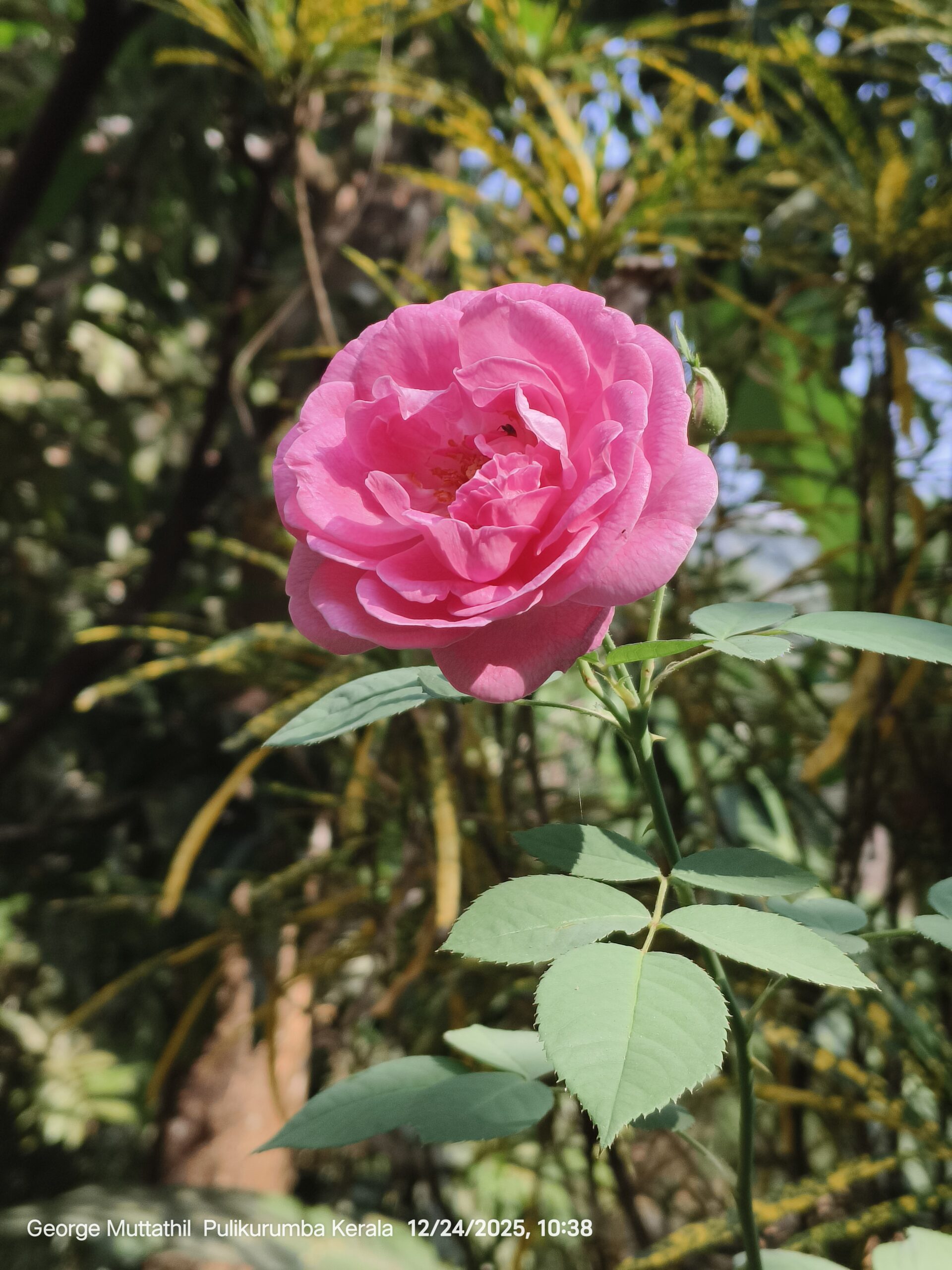ROSE pétale bio (g) — Fleurs & Pétales
