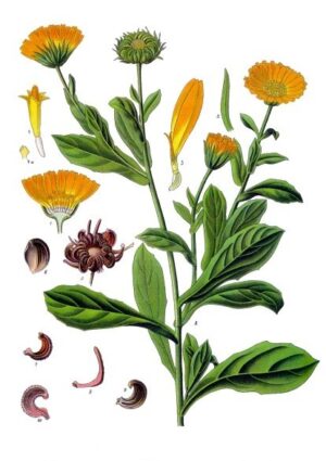 SOUCI (g) — Fleurs & Pétales