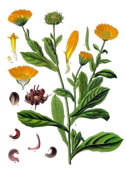 SOUCI (g) — Fleurs & Pétales