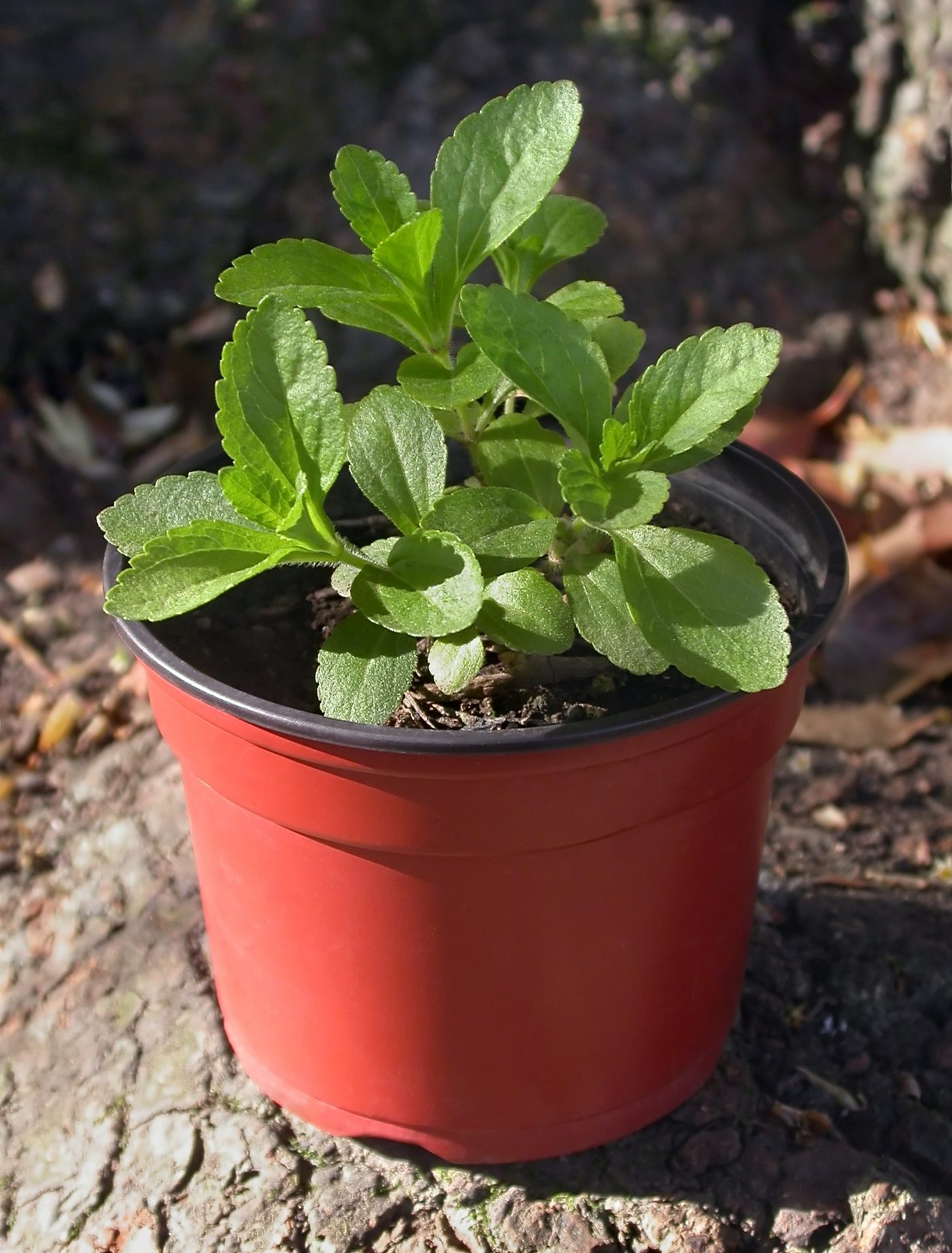 STEVIA feuille coupée (g) — Feuilles