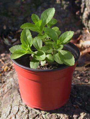 STEVIA feuille moulue (g) — Feuilles