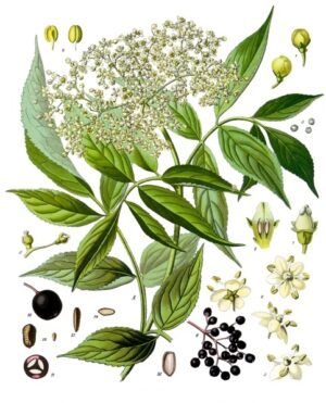 SUREAU fleur mondée (g) — Fleurs & Pétales