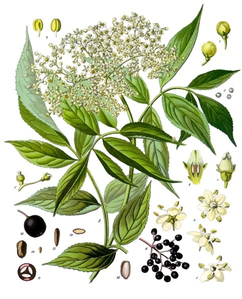 SUREAU fleur mondée (g) — Fleurs & Pétales