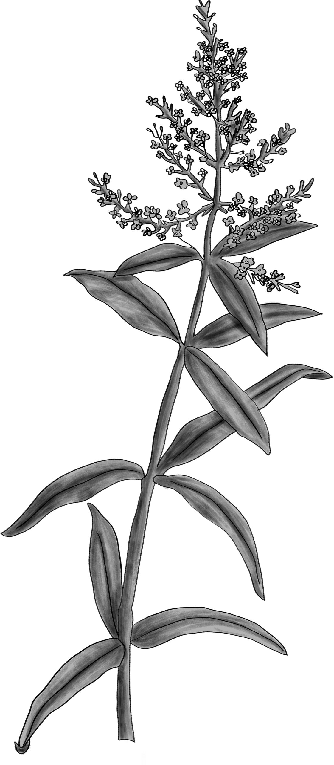 VERVEINE odorante surchoix (g) — Feuilles