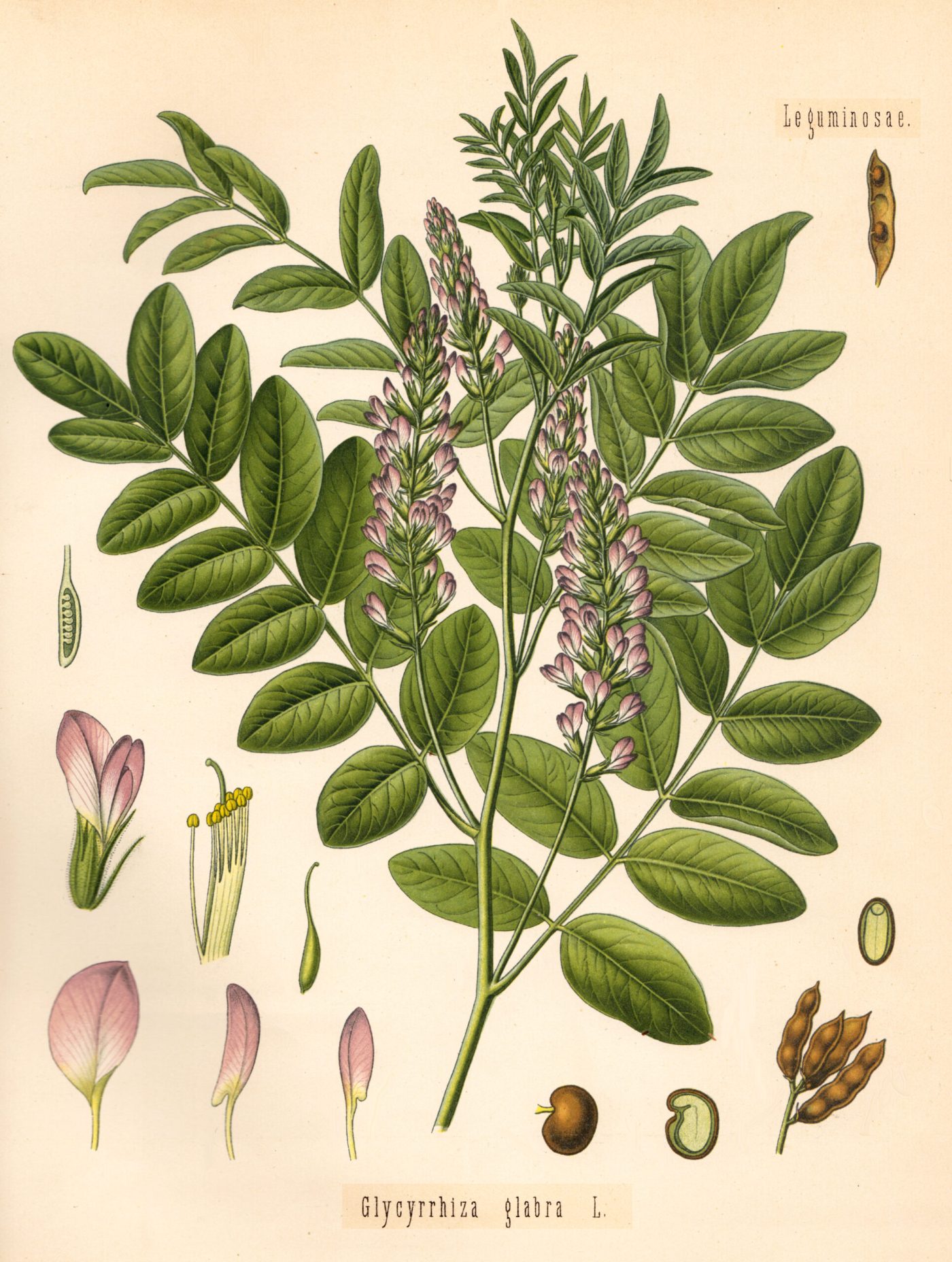 REGLISSE moulue sachet 50g — Adaptogène