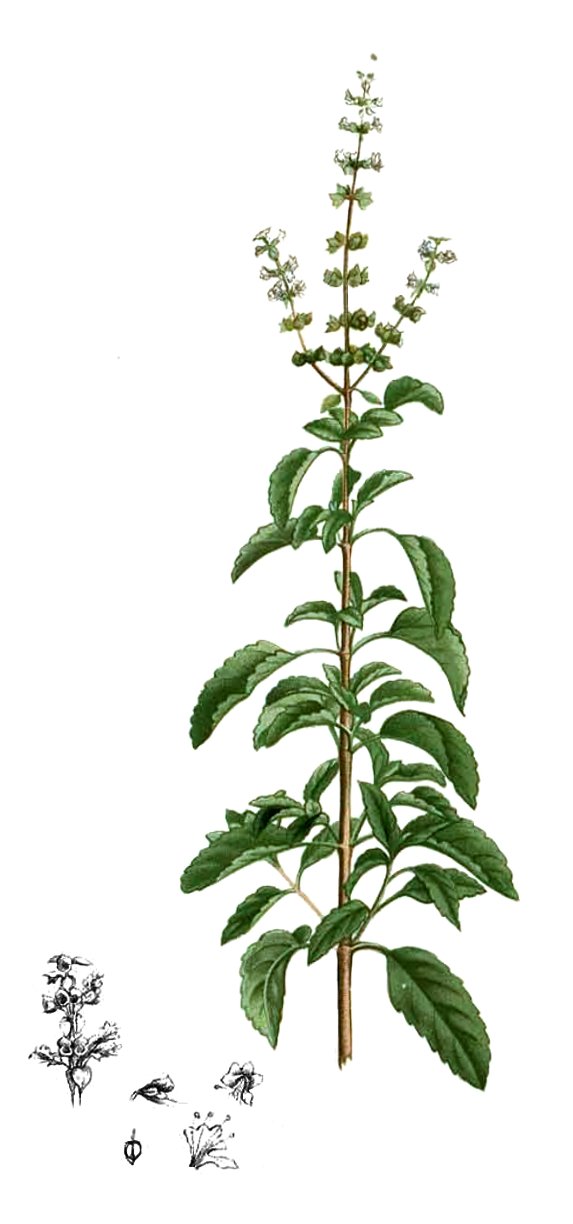 Basilic TULSI (g) — Rooibos & Maté