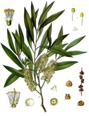H.E. CAJEPUT 10ml — Aromathérapie & Huiles Essentielles