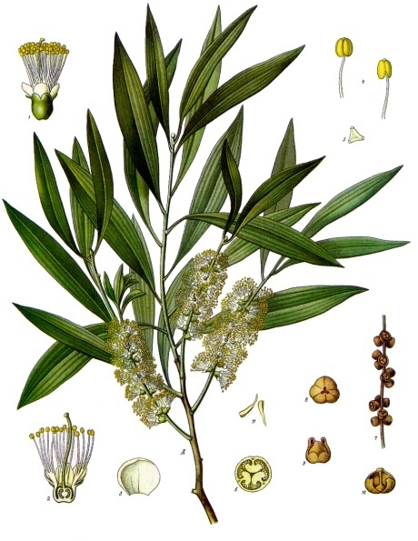 H.E. CAJEPUT 10ml — Aromathérapie & Huiles Essentielles