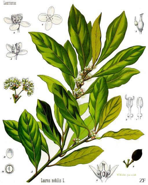 H.E. LAURIER noble 10ml* — Aromathérapie et Huiles Essentielles