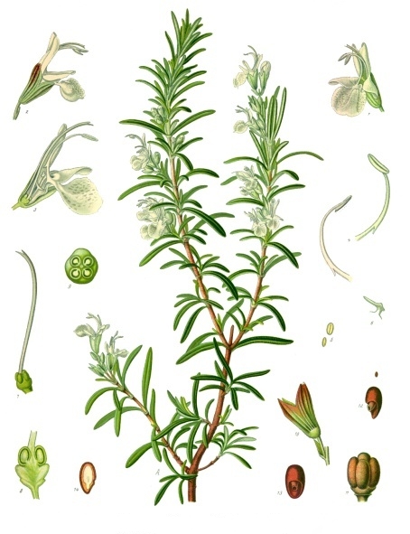 H.E. ROMARIN à CAMPHRE BIO 10ml — 10 ml