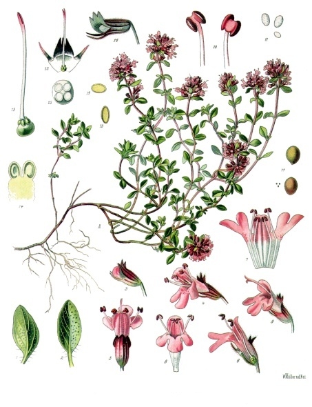 H.E. THYM À THYMOL 10ml — 10 ml
