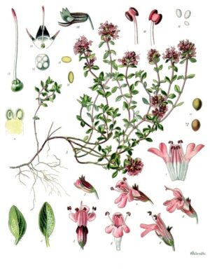 H.E. THYM À THUJANOL 10ml — 10 ml