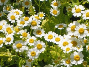 Grande Camomille - Tanacetum parthenium