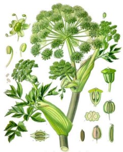 Angélique - Angelica archangelica (illustration botanique)