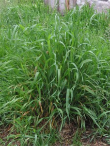 Chiendent - Elymus repens