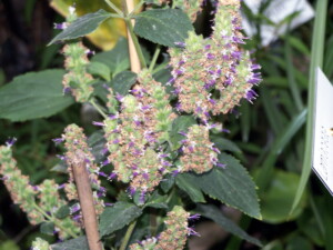 Patchouli - Pogostemon cablin