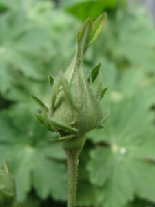Rose rouge - Rosa gallica officinalis