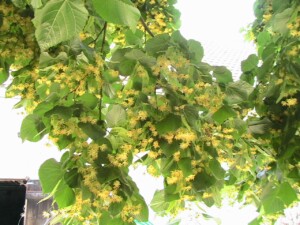Tilleul en fleur - Tilia