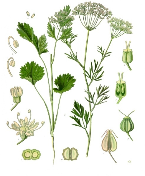 Pimpinella anisum L. - ANIS VERT graine (g)