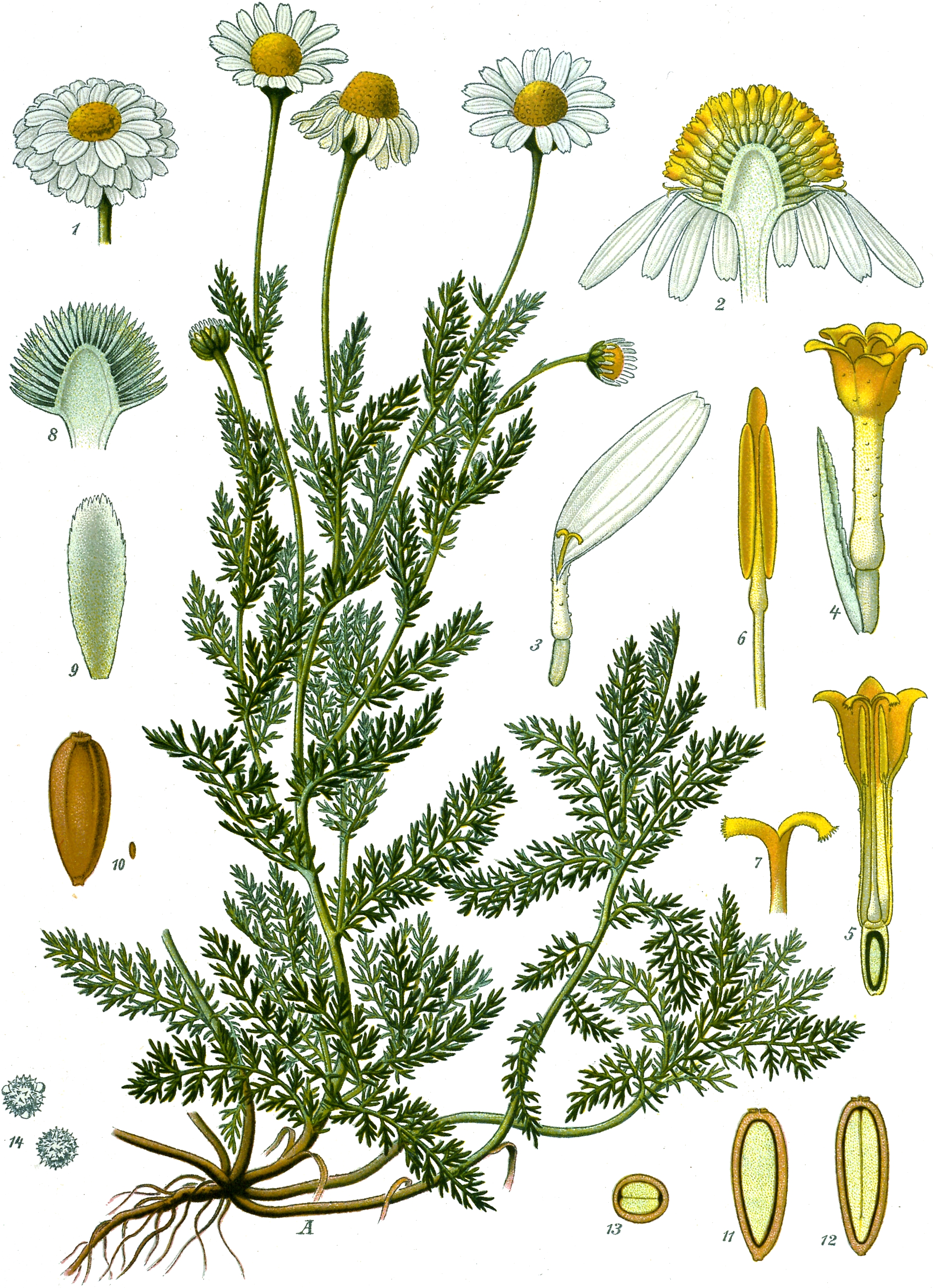 Thés & Tisanes