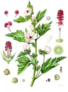 GUIMAUVE racine coupée bio (g)*