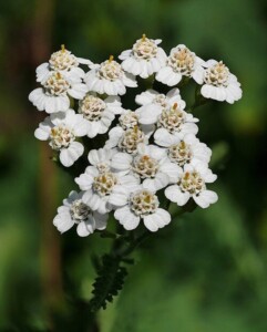 Achillée MILLEFEUILLE sommité fleurie (g)