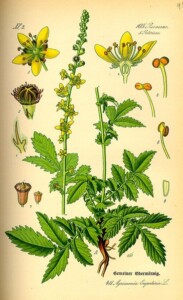 AIGREMOINE plante coupée (g)