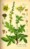 AIGREMOINE plante coupée (g)