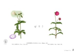 AMARANTINE Fleur* (g)