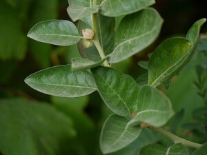 ASHWAGANDHA racine poudre* (g)